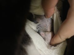 -芭比堂动物医院广州顽皮分院