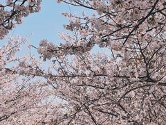 -高东镇樱花园