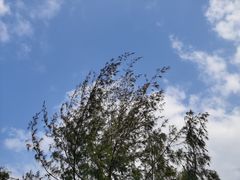 -深圳湾公园(南山区)