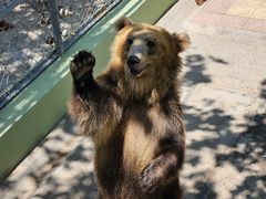 -西霞口神雕山野生动物世界