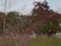 -艾溪湖湿地公园