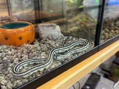 -青石桥花鸟鱼虫市场(叠翠城店)