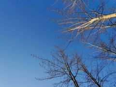 -大兴滨河森林公园