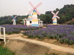 iphone_upload_pic-松山湖梦幻百花洲