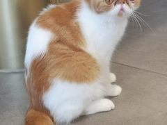 -飞行喵MR PILOT|猫舍·猫咖(静安大融城店)