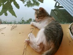 五月“猫”的天空之城-猫的天空之城概念书店(景德镇陶溪川店)