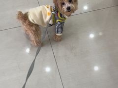 -天宠宠物医院24小时·急重症诊疗中心·全科·腔镜特色(和平分院)