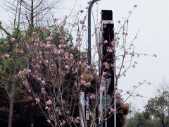 -洋湖国家湿地公园