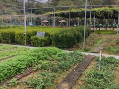 -野狸岛