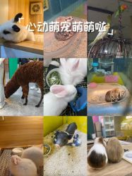 -神奇动物撸宠馆·羊驼·小浣熊·异宠(豫园店)