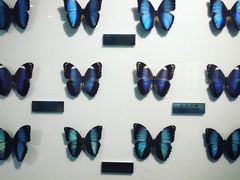 -上海昆虫博物馆