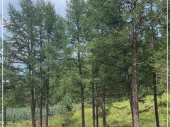 -塞罕坝国家级自然保护区