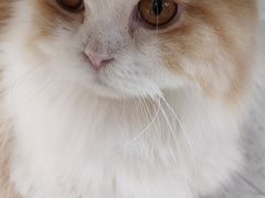 -喵园·猫主题咖啡厅·撸猫·猫咖(国贸店)