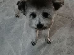 -派多格宠物·购宠(靛厂路店)