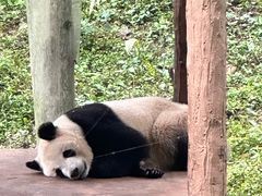 -中国大熊猫保护研究中心雅安碧峰峡基地