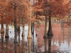 -白鹭湾湿地公园