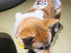 -逗柴咖啡屋·狗咖猫咖宠物桌游