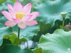 -中山市树木园
