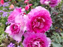 -人民公园(罗湖区)