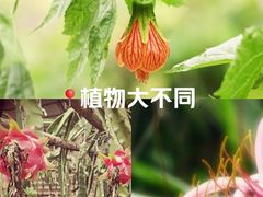 -呀路古热带植物园