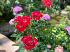 -上海辰山植物园