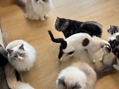 -有喵·猫咖·狗咖·30几只猫10只小狗(岗厦店)