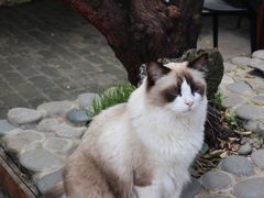 -喵屿·大理花园猫咖