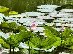 -晓港公园