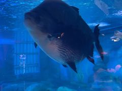 -烟台海昌鲸鲨海洋公园