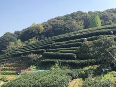 -听风阁农家私房菜茶楼(龙坞店)
