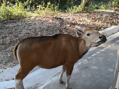 -清迈夜间动物园