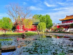 -曹州牡丹园