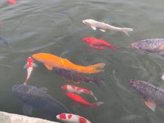 -白洋淀景区