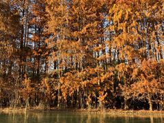 -上海海湾国家森林公园