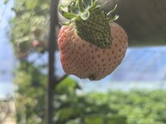 -大自然农场蔬菜草莓采摘园
