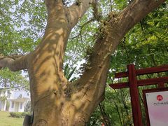 -广西壮族自治区药用植物园