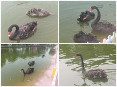 -苏州太湖西山岛开心农场