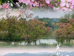 -天适樱花悠乐园