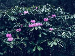 -硗碛藏寨·神木垒景区