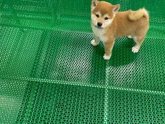 -中环花鸟鱼虫市场