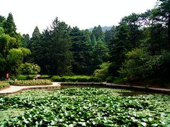 -庐山风景区花径公园