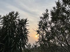 -上海吴淞炮台湾国家湿地公园