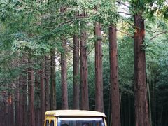 -黄海国家森林公园