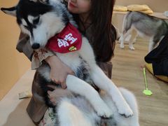 -Husky Go! 哈士奇体验馆·宠物咖啡厅狗咖