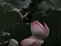 -荔湾湖公园