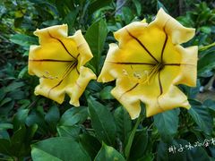 -中国科学院西双版纳热带植物园