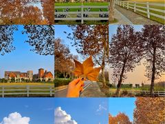 -三圣花乡旅游区