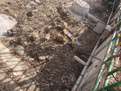 -丽泽山庄·生态怀柔菜·虹鳟鱼(红螺寺店)