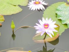 -深圳仙湖植物园