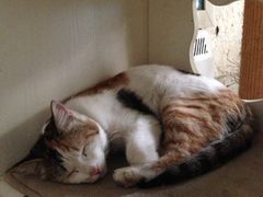 iphone_upload_pic-Sirena海妖日咖夜酒